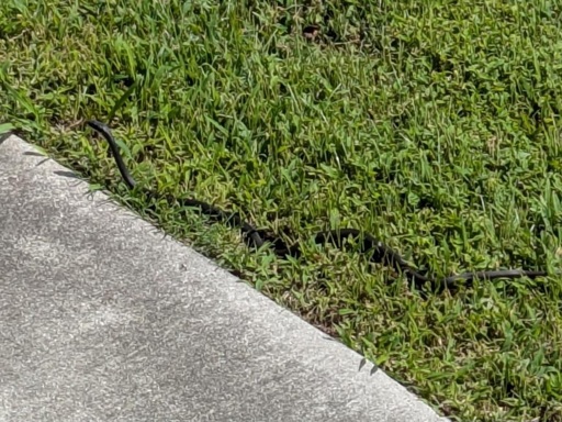 Tiny but long little black snake enjoying the morning sunshine in some grass
