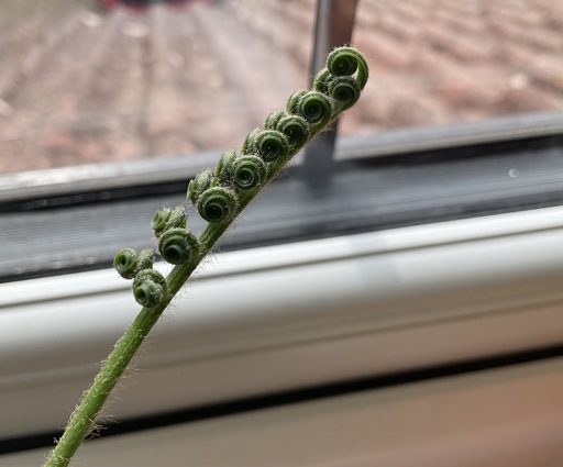 A young developing leaf of a cycad on a windowsill.