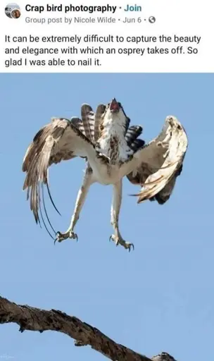 A post in Crap Bird photography saying it can be difficult to capture the beauty and elegance with which an osprey takes off, but OP is so glad she was able to nail it. The pic is an absoltutly ridiculous and hilarious osprey in the air, with long and thin legs, open beak, half open wings and spread tail.