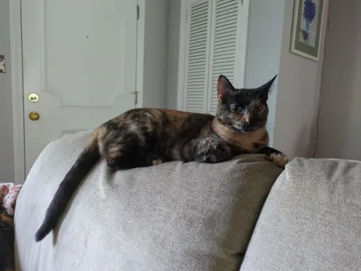 Pretty tortie cat 