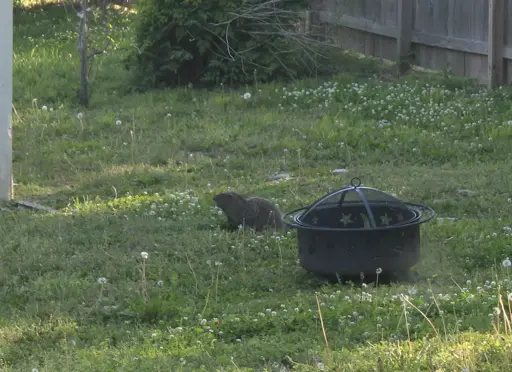 ground hog in the backyard 