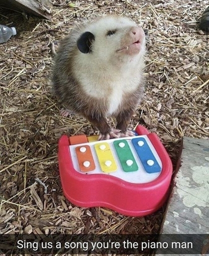 3 images, first being an oposum (doing a dog like awoo pose) in front of a xylophone/glockenspiel kind of a toy piano looking thing with the caption "Sing us a song you're the piano man". Second image in the body being a nude rat with a similar pose, except the text says "Neil banging out the tunes, April 13 2006", second body image being an opossum "playing" a small wooden piano, and third body image being an illustration of an opossum sitting at a grand piano with the caption "Sing us a song, you're the possum man.". If you're actually blind and this was too hard to interpret, I'm sorry. But out of curiosity I'd be interested to know how many people here use aid software like screen readers! 