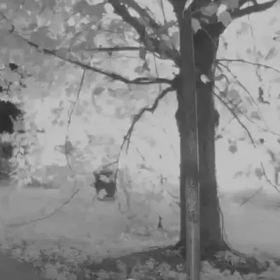 image of tree at night illuminated by the initial flash of an explosion -- but the explosion is cropped out so as not to offend anyone and the destruction has not yet occurred