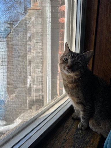 A fluffy shorthair torby sits in the sunlight on a windowsill. The view through the window is obscured but it is a sunny day and the sky is blue