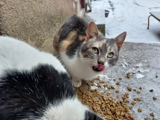 cat licking its nose