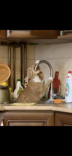 a picture of a cat guzzling water from a faucet
