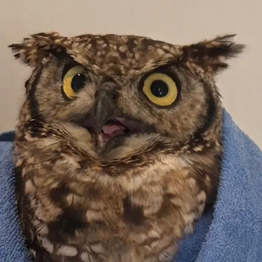 An owl in a towel looks excitedly to the left of the camera, perhaps for a snackum?
