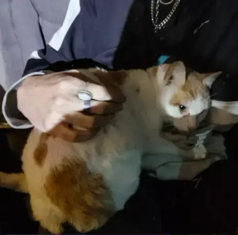 This is my cat, Johnathon. He's an adorable orange and white boy.