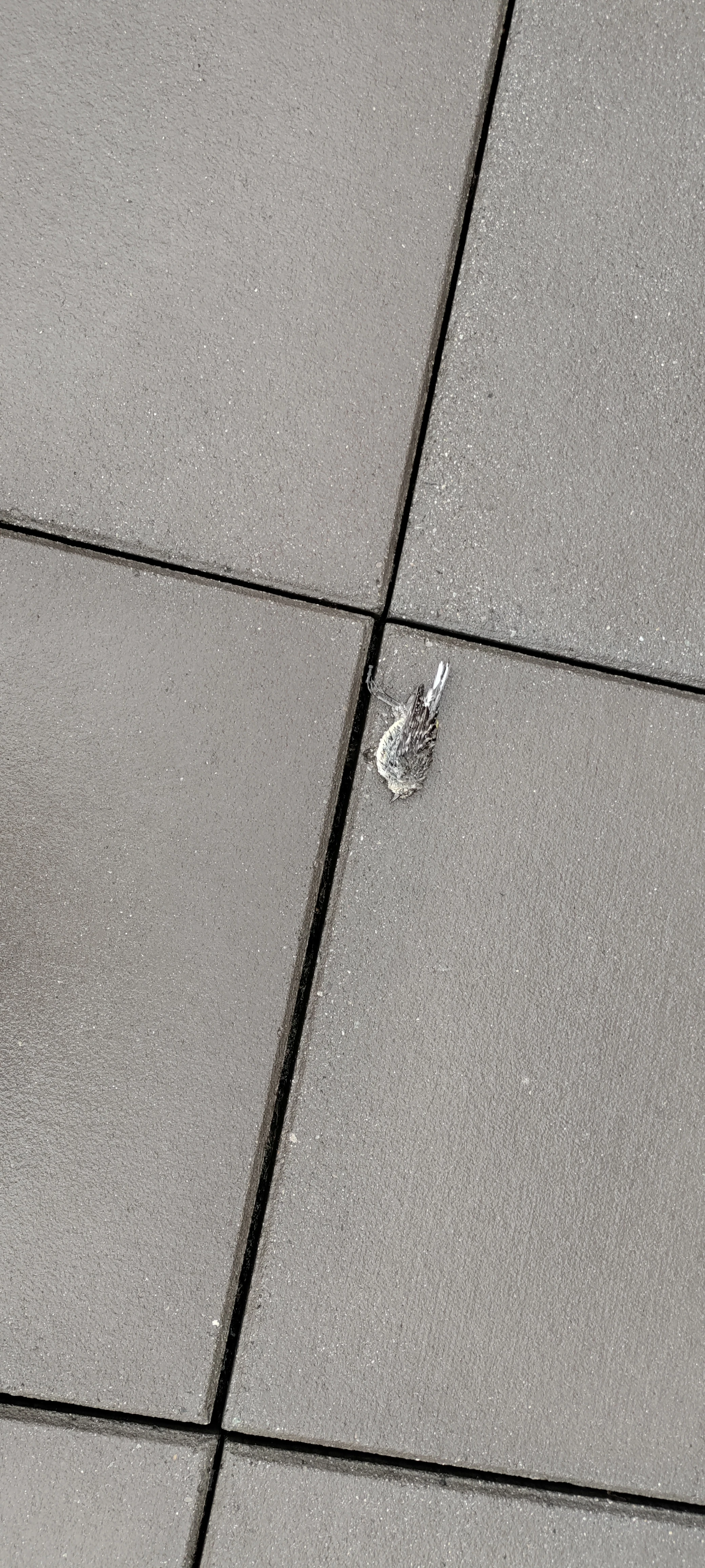 a dead bird on concrete roof