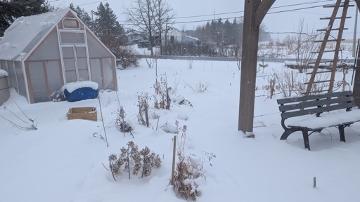 Front yard under cover of snow