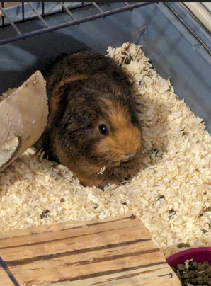 A guinea pig in her cage. She is very dark brown, with lighter patches. 