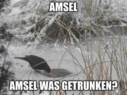 Ein Bild von einer Amsel am trinken. Top Text: Amsel. Bottom Text: Amsel was getrunken?