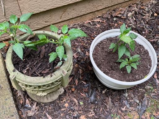 Small jalapeño plants in planters. 
