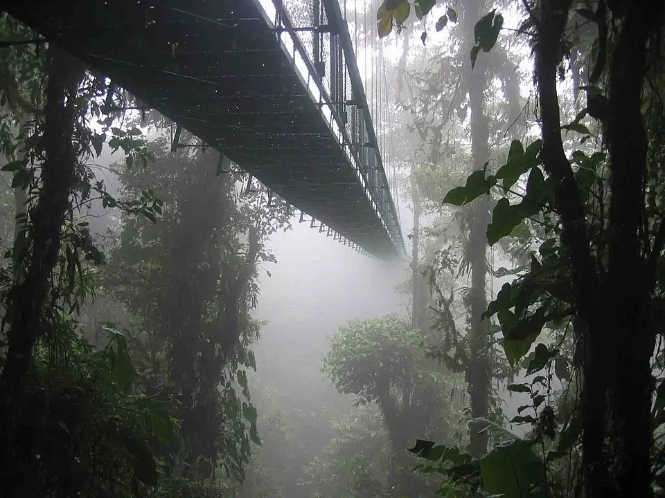 A skywalk leading through a foggy forest
