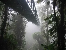 A skywalk leading through a foggy forest