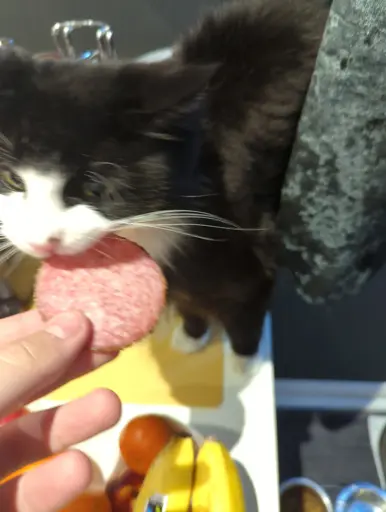 A cat with black and white fur bites into a large piece of salami being handed to her.